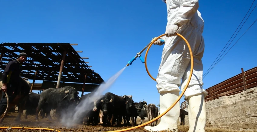 Diyala Launches Comprehensive Preventative Plan to Counter the Spread of Hemorrhagic Fever