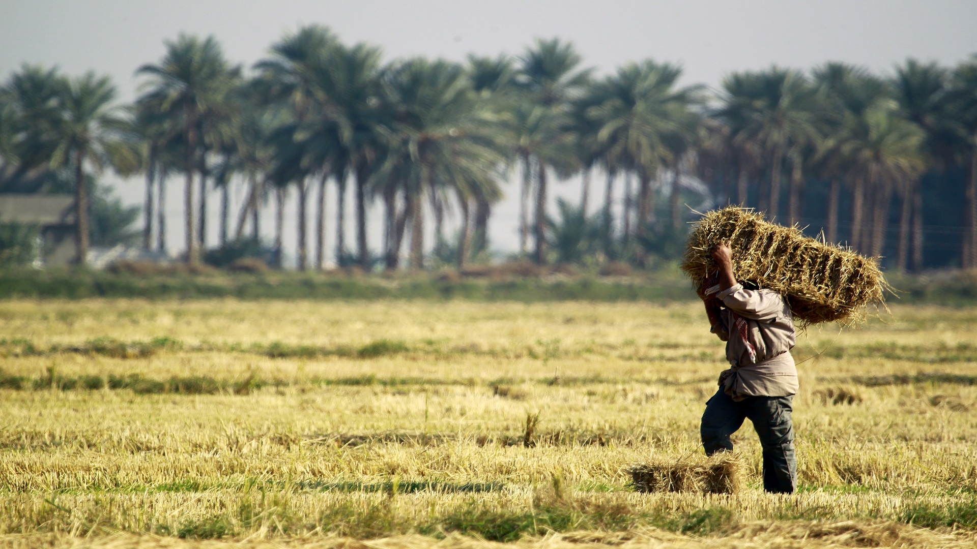 Government Prepares to Disburse Delayed Financial Dues to Farmers After the Holiday