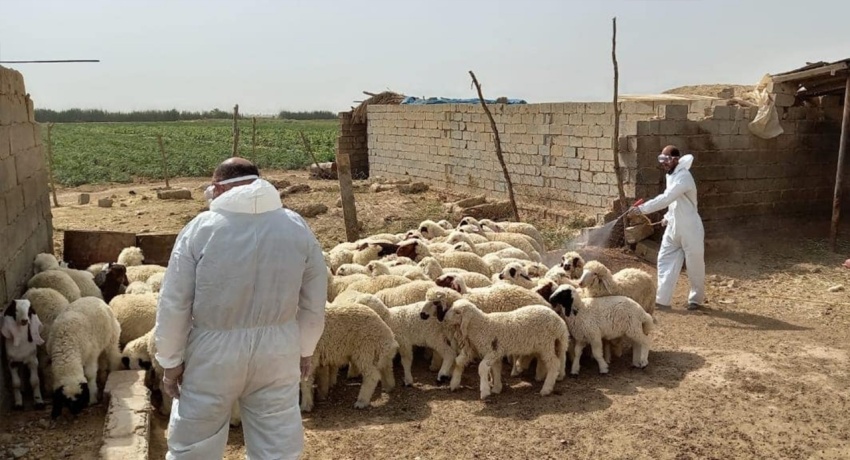 تشديد الرقابة البيطرية على حركة المواشي كإجراء استراتيجي لمكافحة الحمى النزفية في العراق