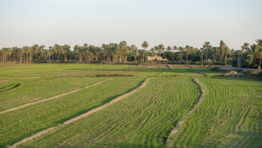 وزارة الزراعة تطلق خطة تجهيز بذور الشلب للموسم الصيفي وتحدد ضوابط التوزيع