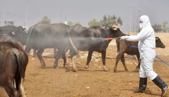 ذي قار تتصدر محافظات البلاد في معدلات الإصابة بالحمى النزفية